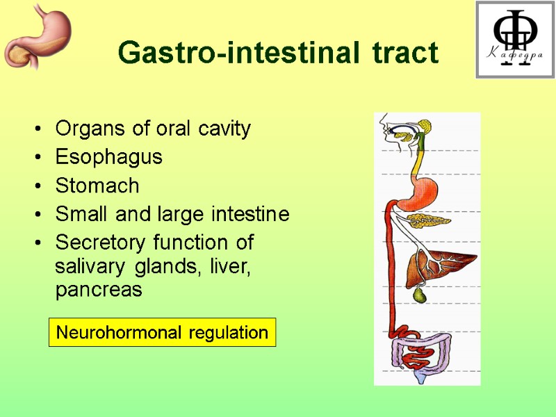 Gastro-intestinal tract  Organs of oral cavity Esophagus Stomach Small and large intestine Secretory